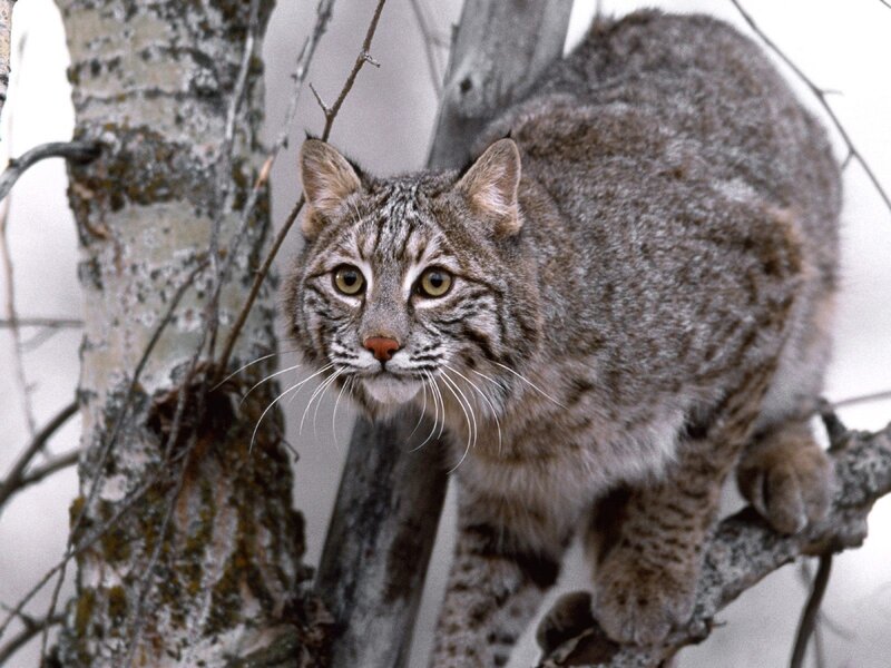 Bobcat on Tree Branch
