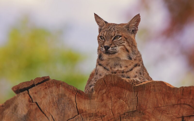 Bobcat on Tree Stump