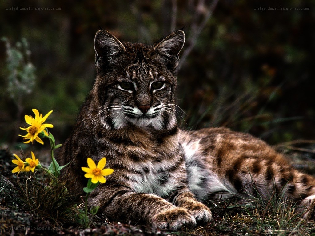 Bobcat resting in wildflowers