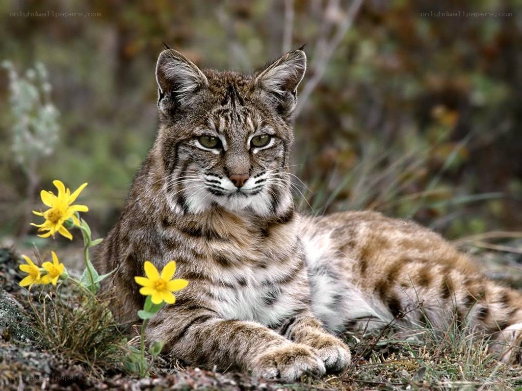 Bobcat resting in wildflowers