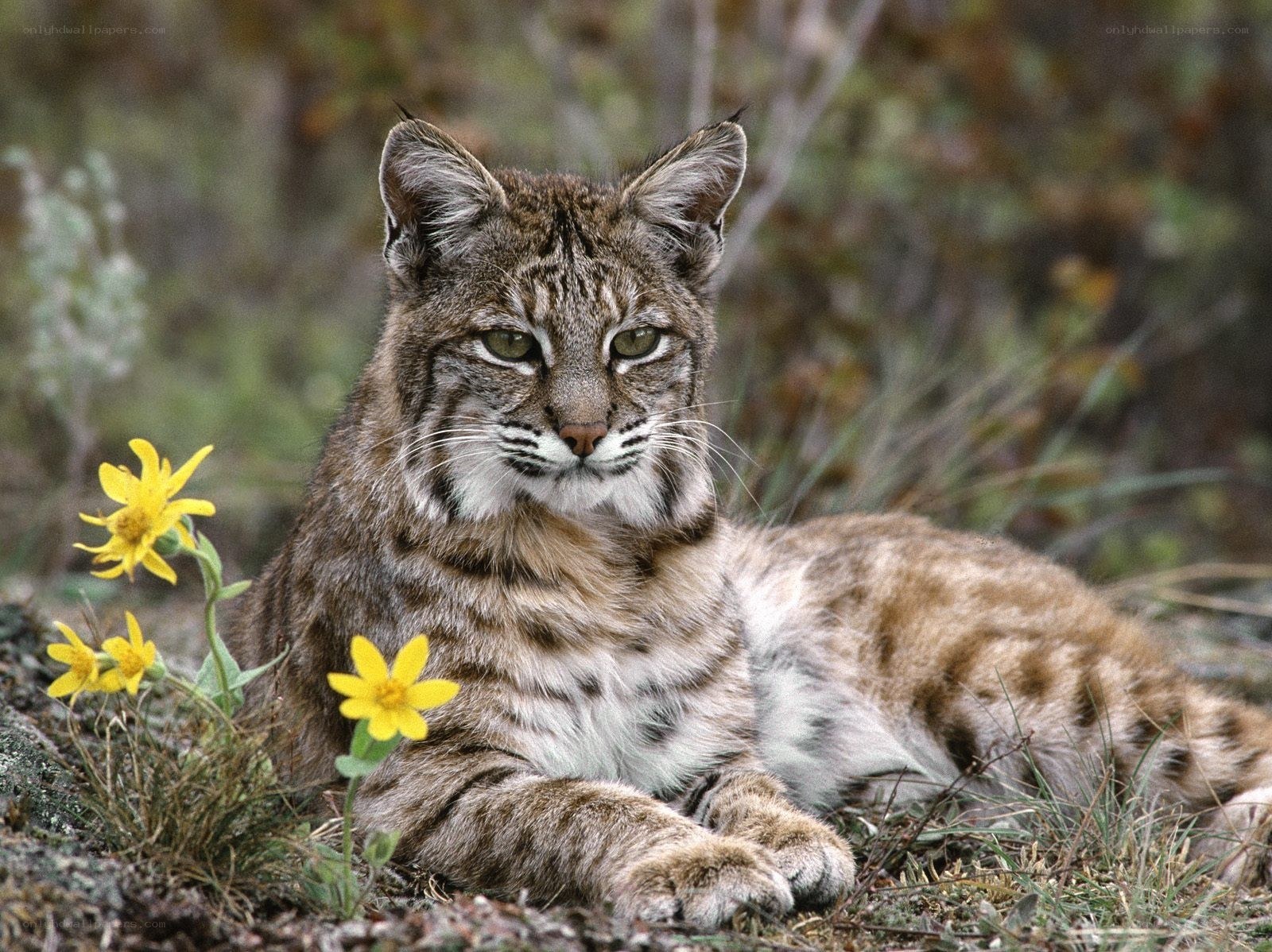 Bobcat resting in wildflowers
