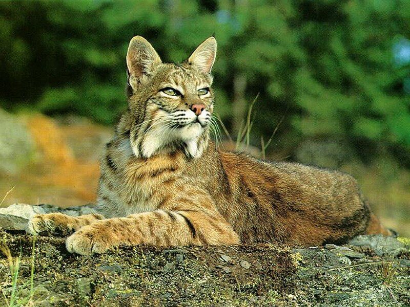 Bobcat resting on a rock