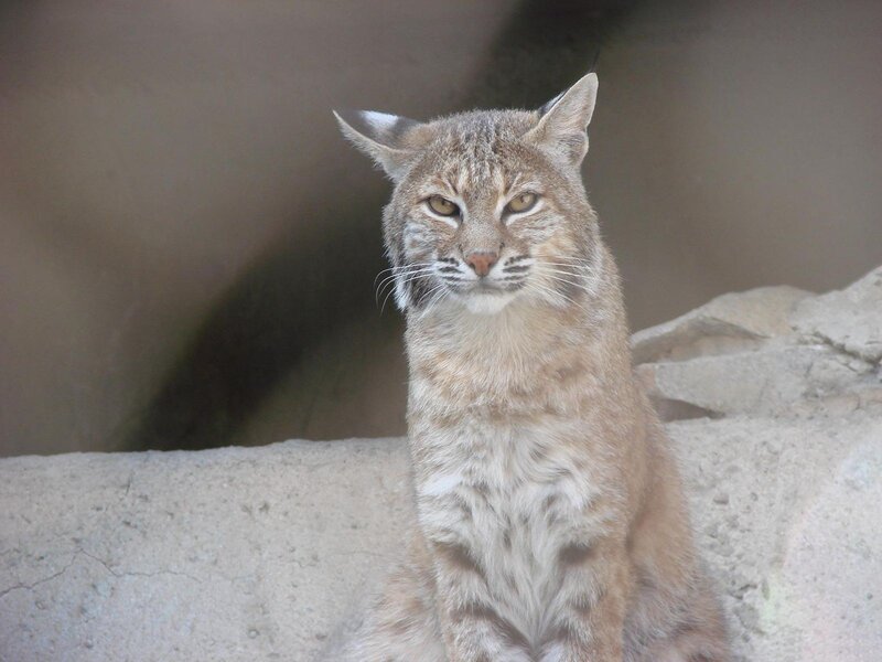 Bobcat sitting on a rock