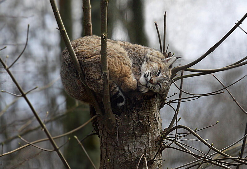 Bobcat Sleeping in Tree