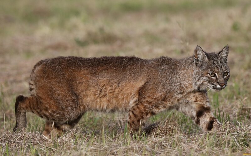 Bobcat Walking in Grass