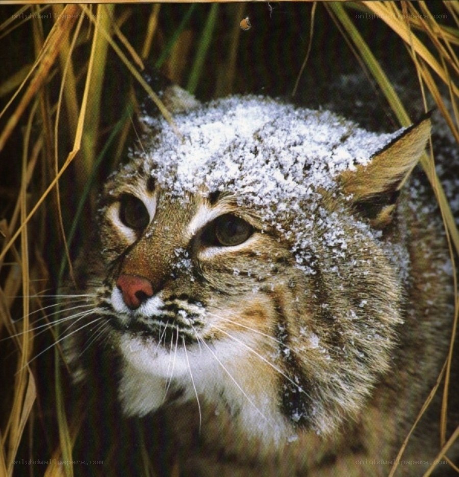 Bobcat with snow on head