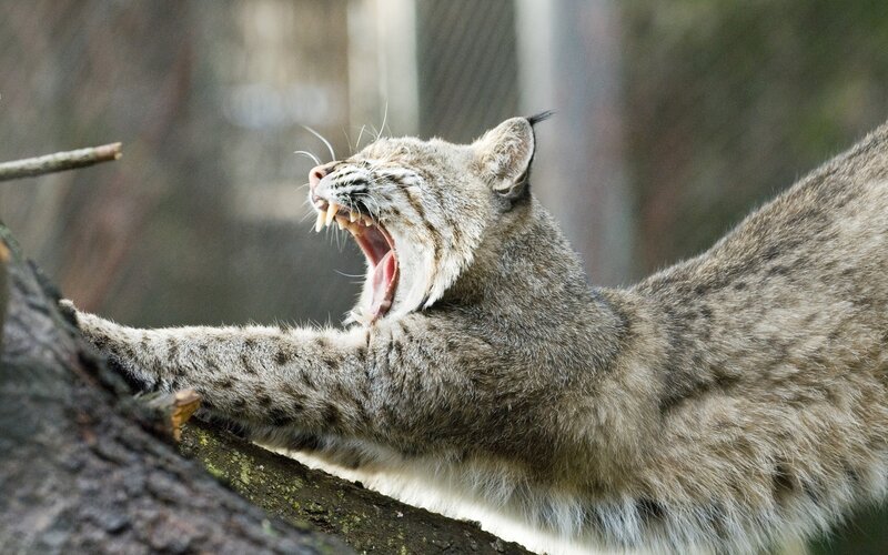 Bobcat Yawning on Branch