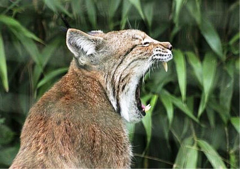 Bobcat Yawning