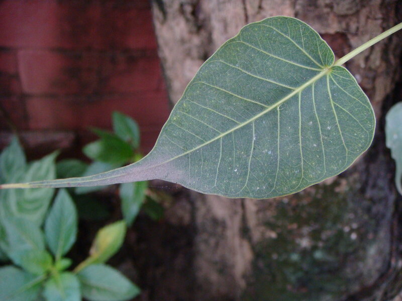 Bodhi Leaf on Tree