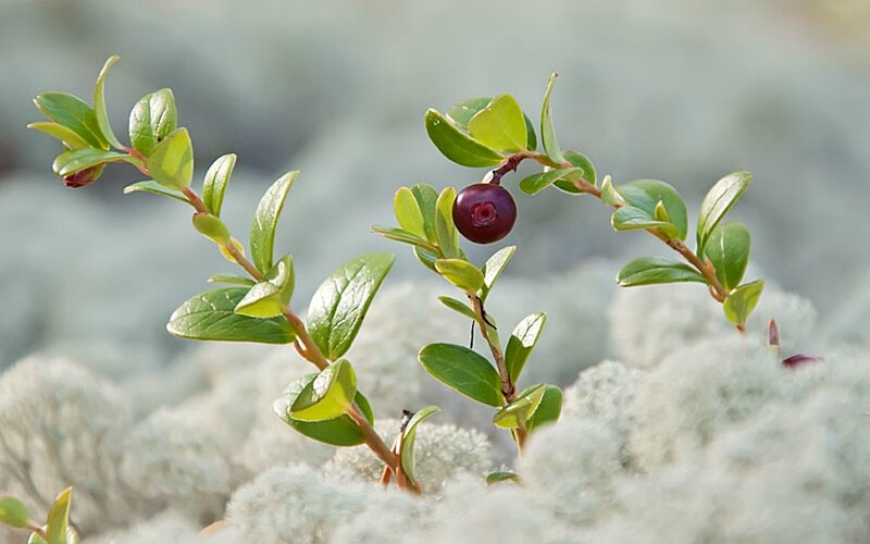 Bog bilberry fruit