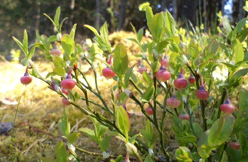 Bog Bilberry Plant