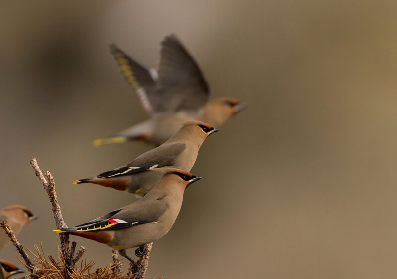 Bohemian Waxbills