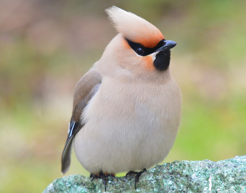 Bohemian Waxwing Bird — Beige