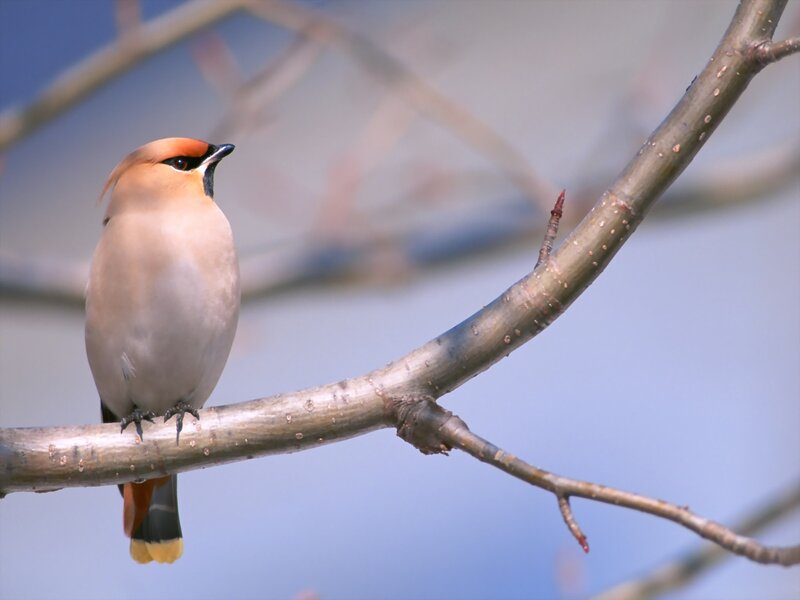Bohemian Waxwing Bird — Blue