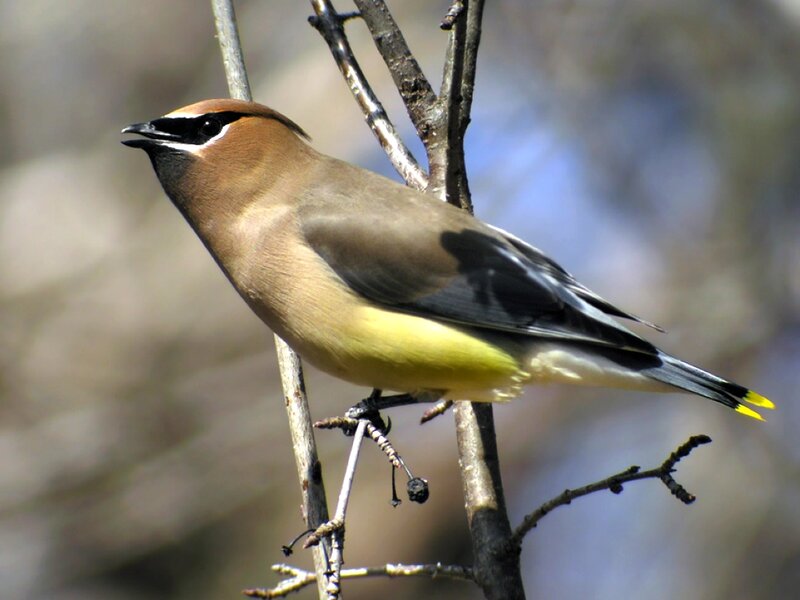 Bohemian Waxwing Bird — Brown, Calm, Spring, Photograph
