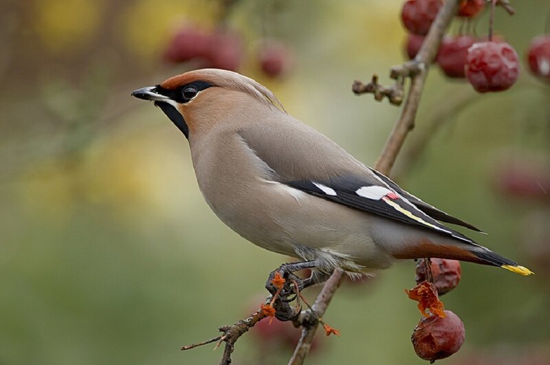 Bohemian Waxwing Bird — Brown, Calm