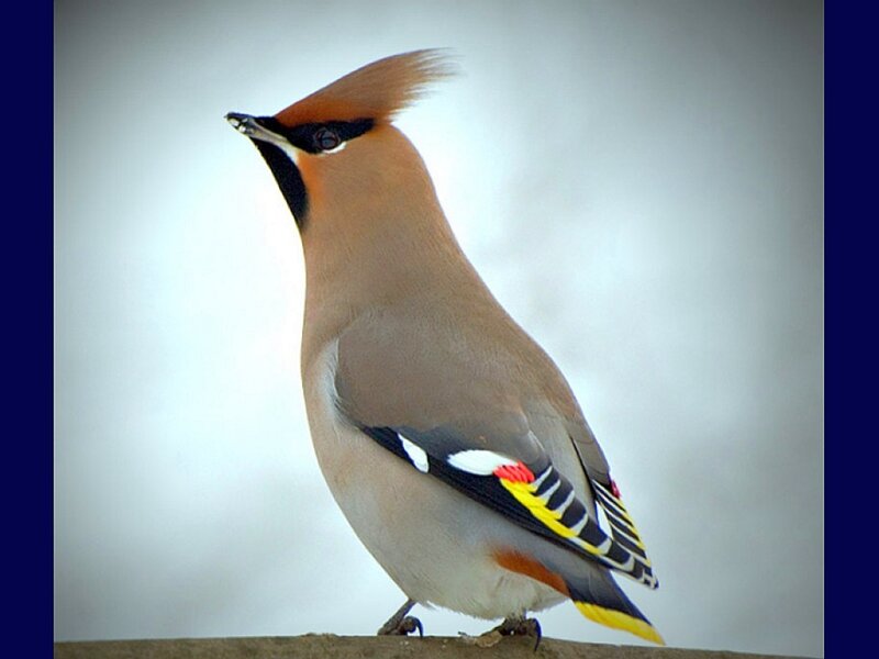 Bohemian Waxwing Bird — Brown