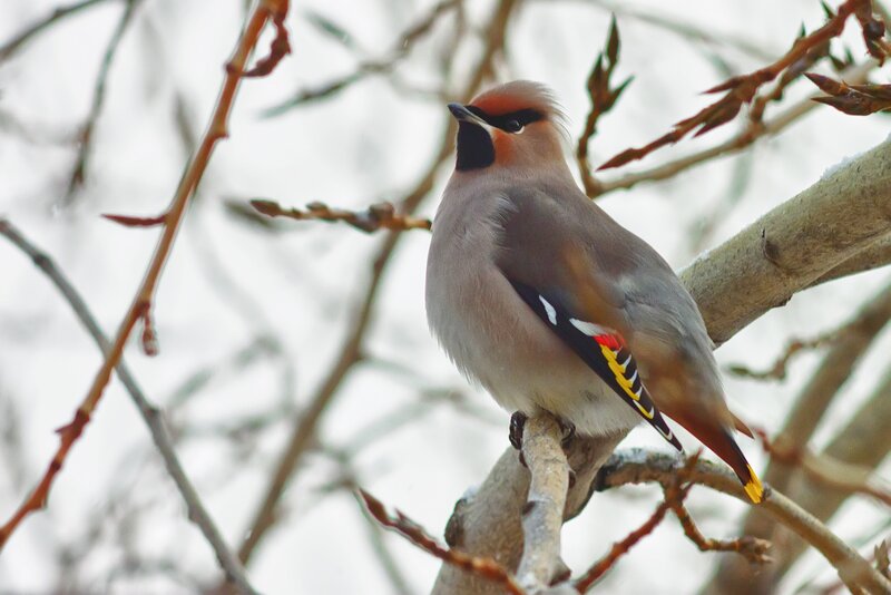 Bohemian Waxwing Bird — Gray, Calm