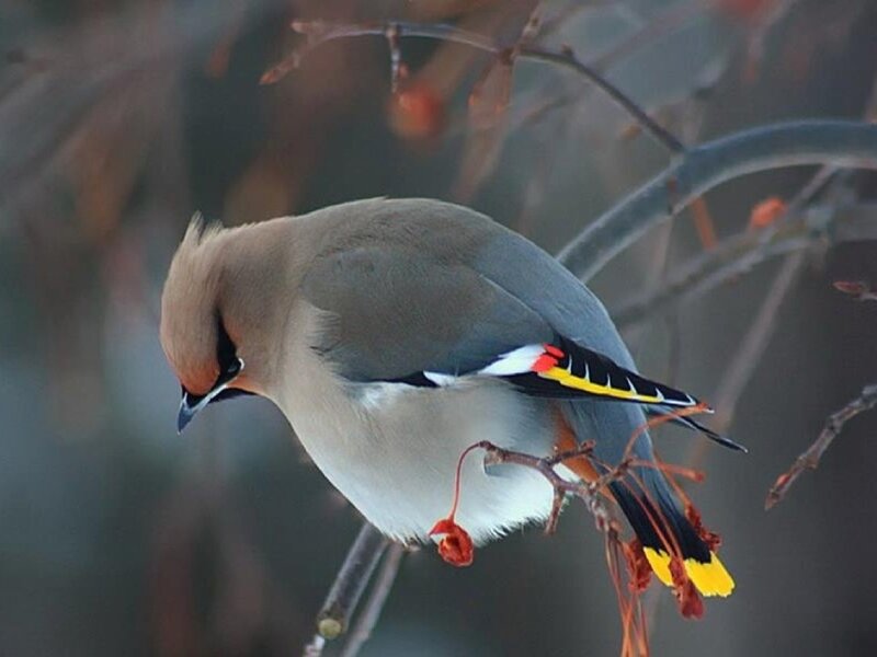 Bohemian Waxwing Bird — Gray, Calm, Winter, Photograph, Branch
