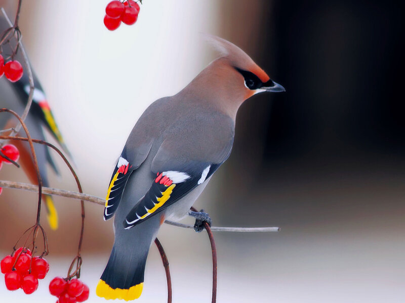 Bohemian Waxwing Bird — Gray, Calm, Winter