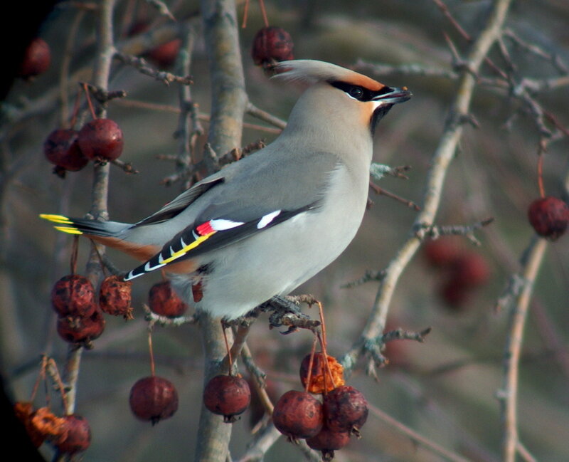 Bohemian Waxwing Bird — Gray