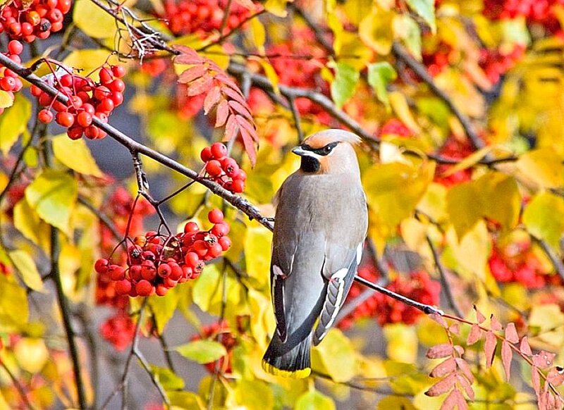 Bohemian Waxwing Bird