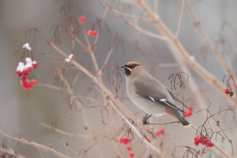 Bohemian Waxwing — Brown