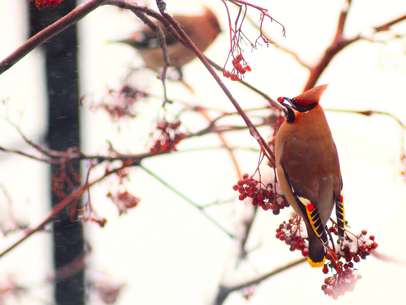 Bohemian Waxwing Eating Berries — Brown