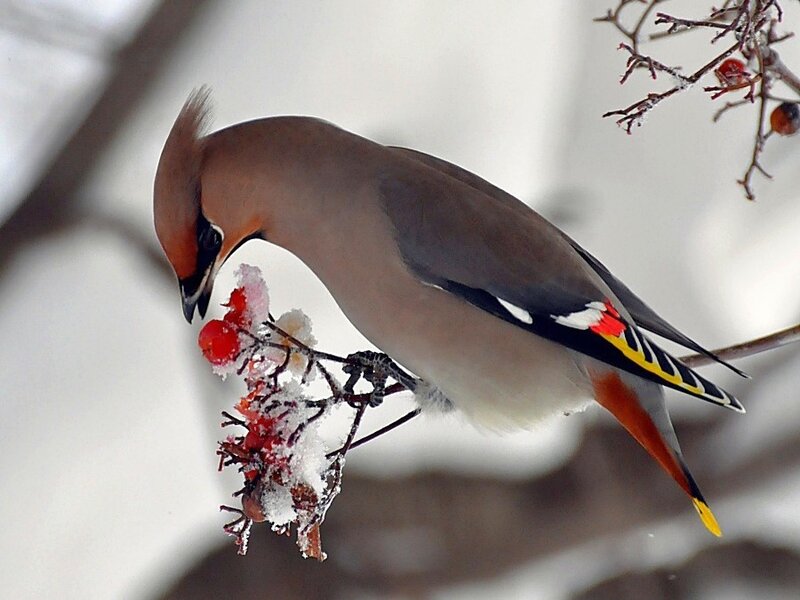 Bohemian Waxwing Eating Berries