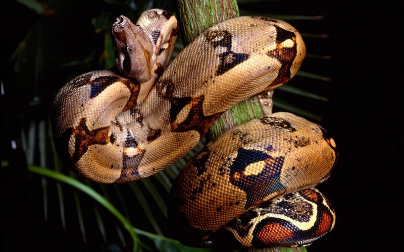 Boid snake coiled on branch