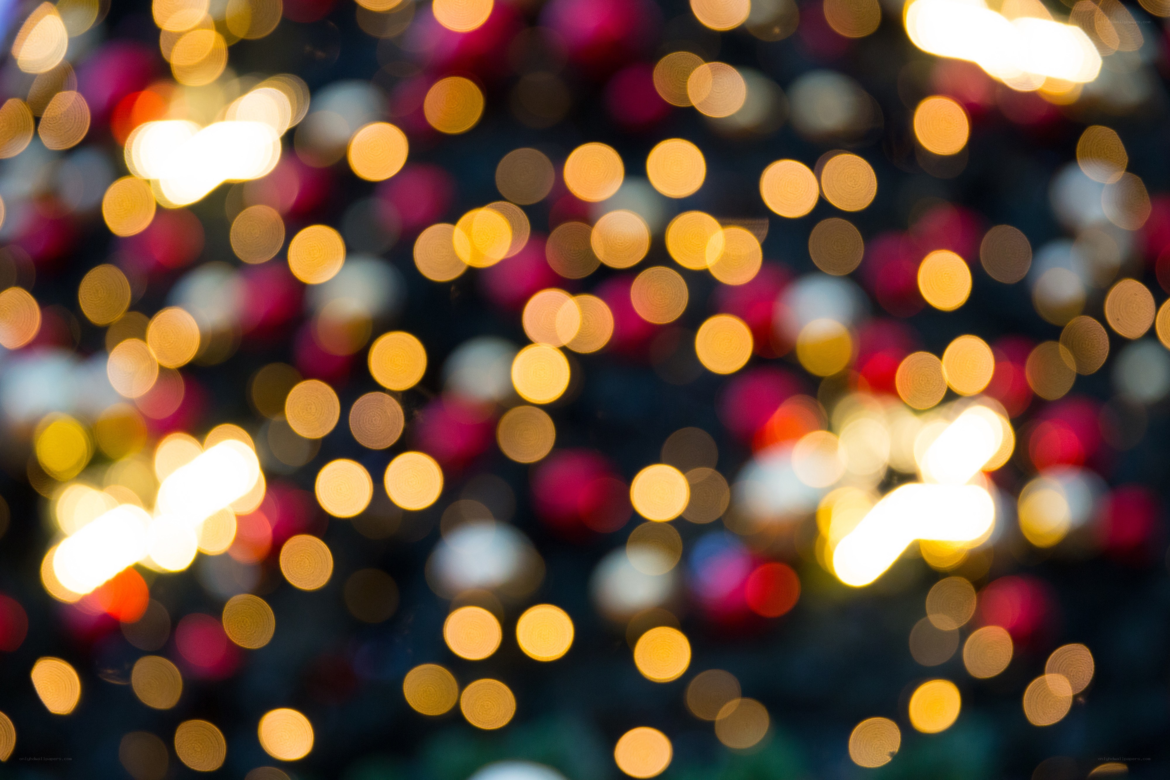 bokeh lights on a tree