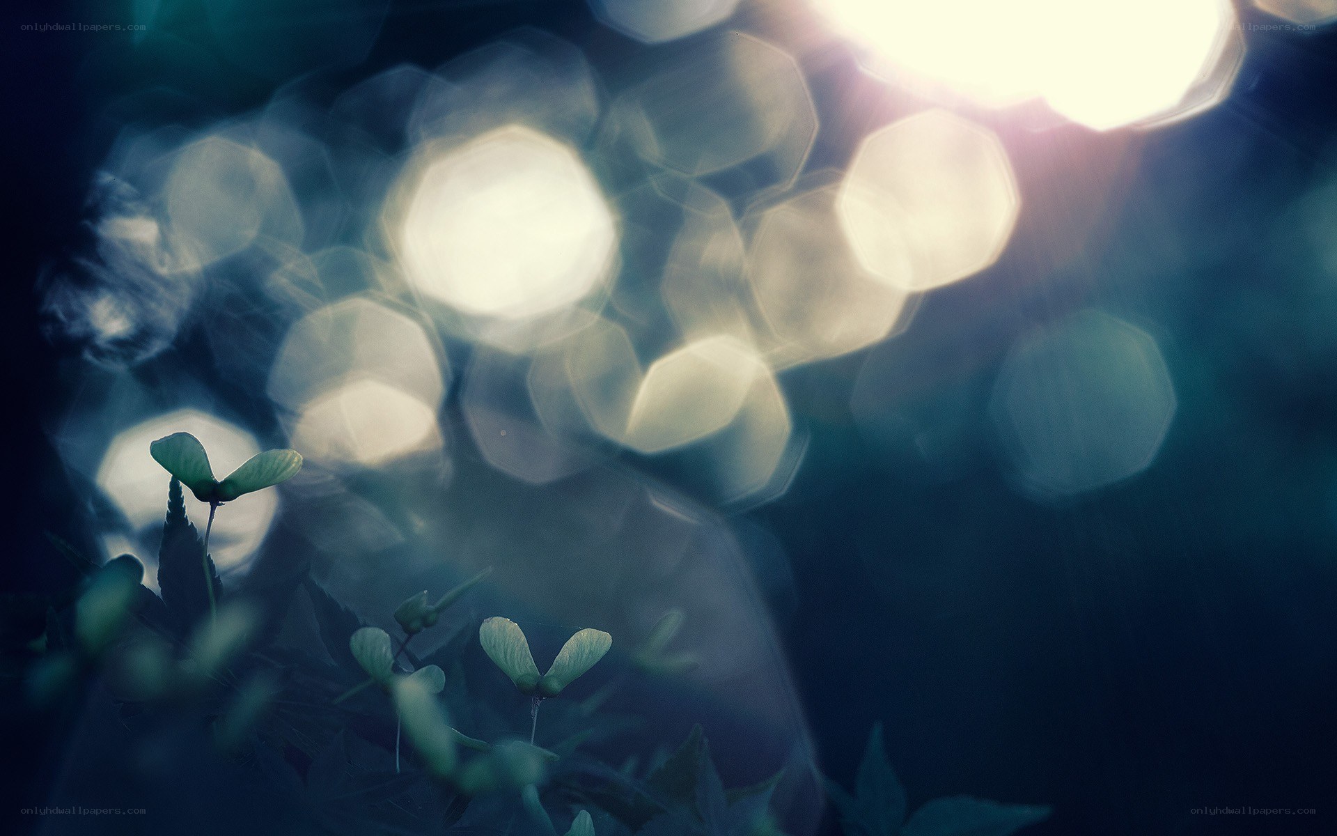 Bokeh lights on green leaves