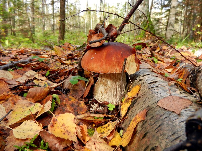Boletus Mushroom in Forest — Brown, Serene, Autumn, Photograph