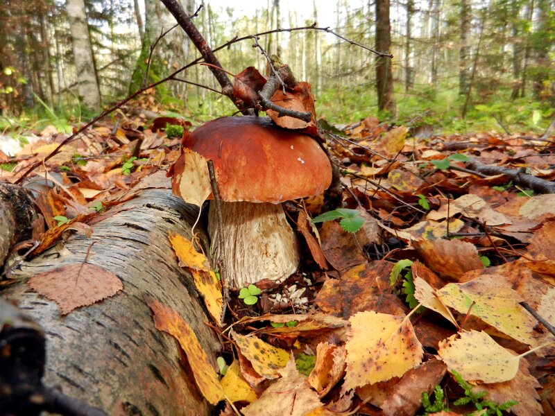Boletus Mushroom in Forest — Brown, Serene, Autumn