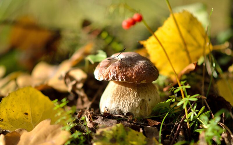 Boletus Mushroom in Forest — Brown, Serene