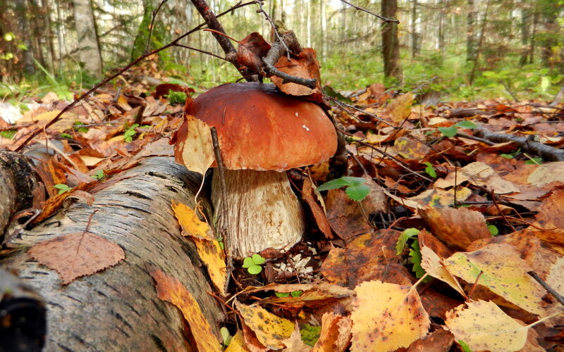 Boletus Mushroom in Forest — Brown