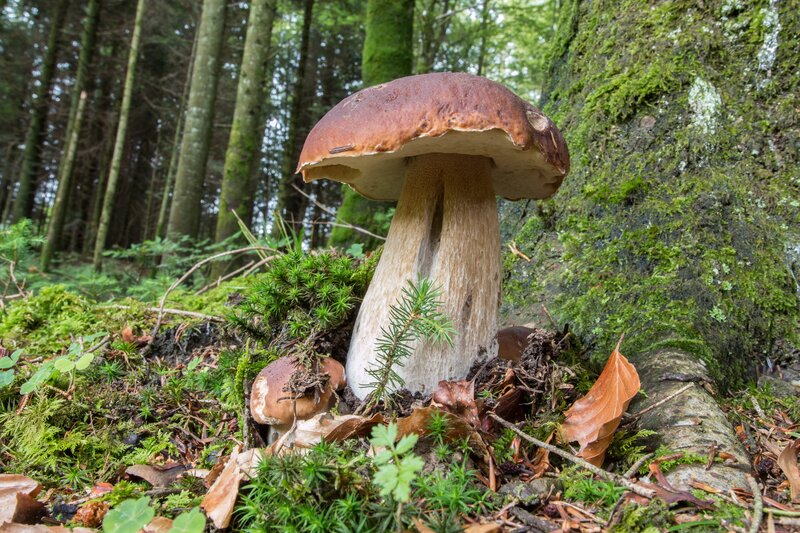Boletus Mushroom in Forest — Green, Natural