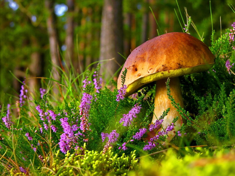 Boletus Mushroom in Forest — Green