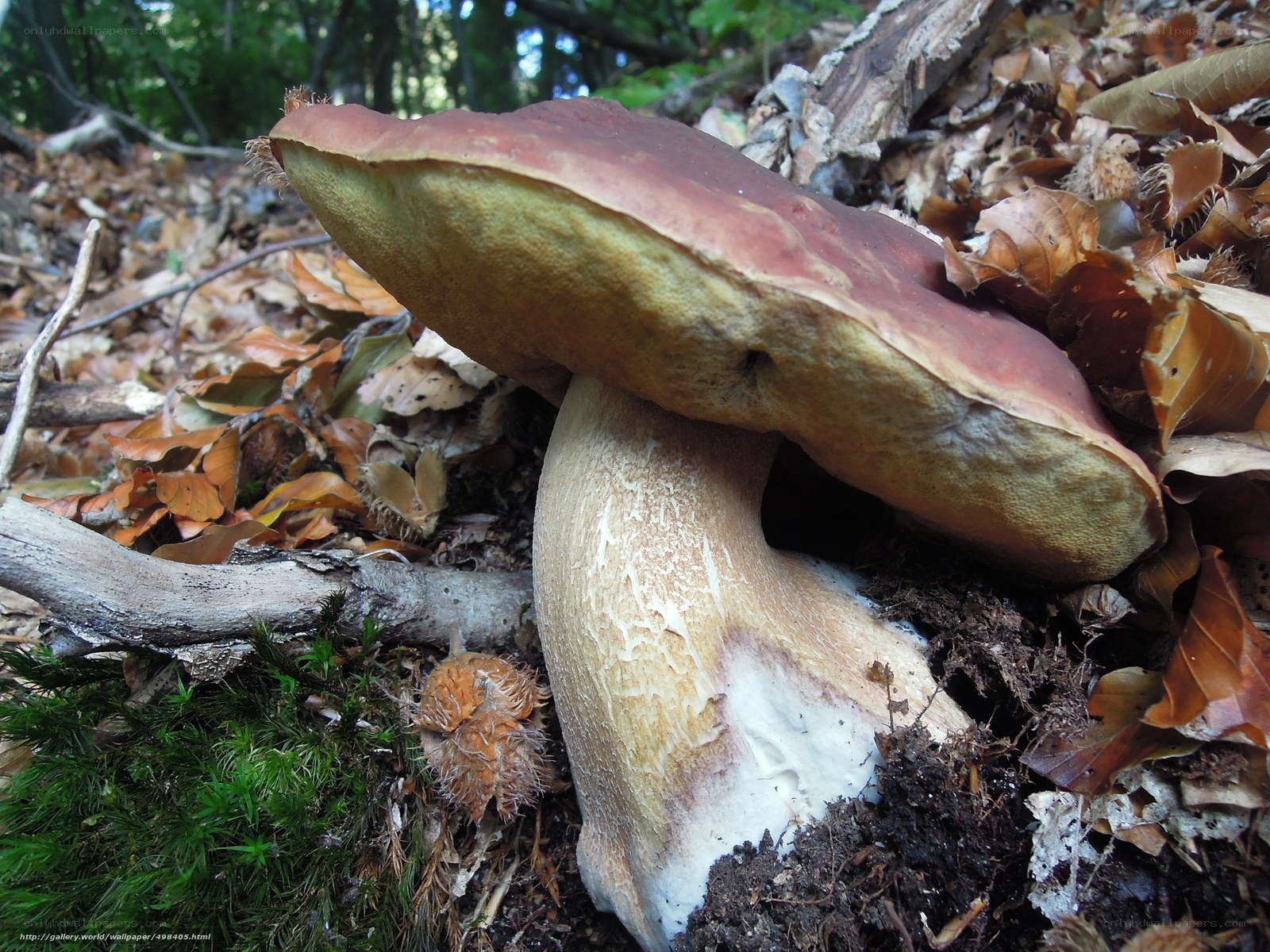 Boletus mushroom in forest