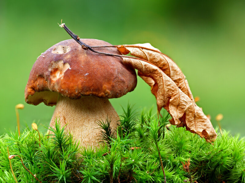 Boletus Mushroom