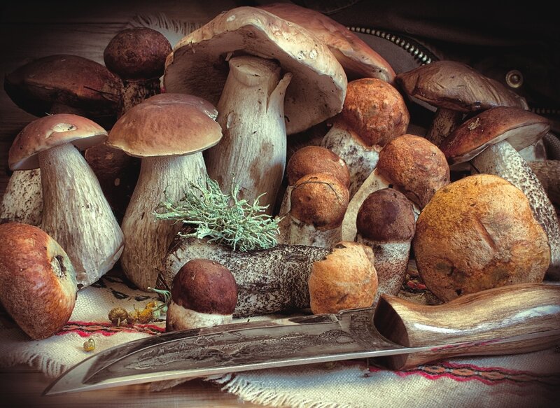 Boletus Mushrooms and Knife