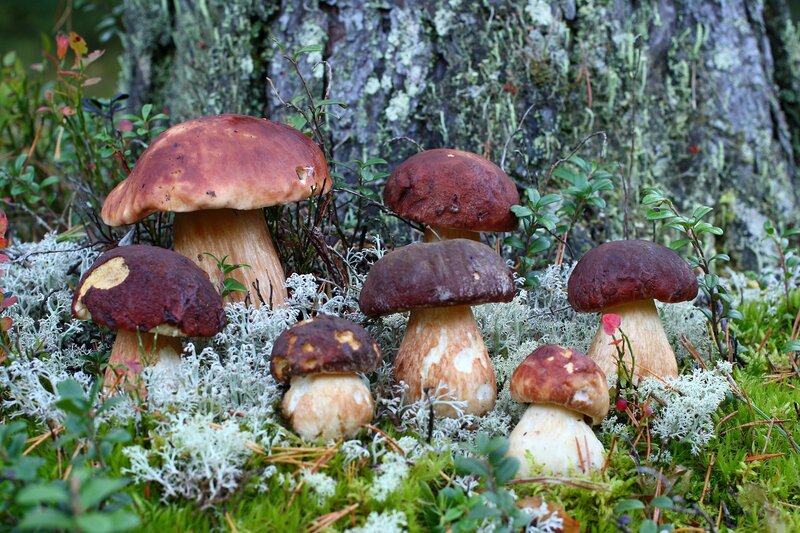 Boletus mushrooms in forest