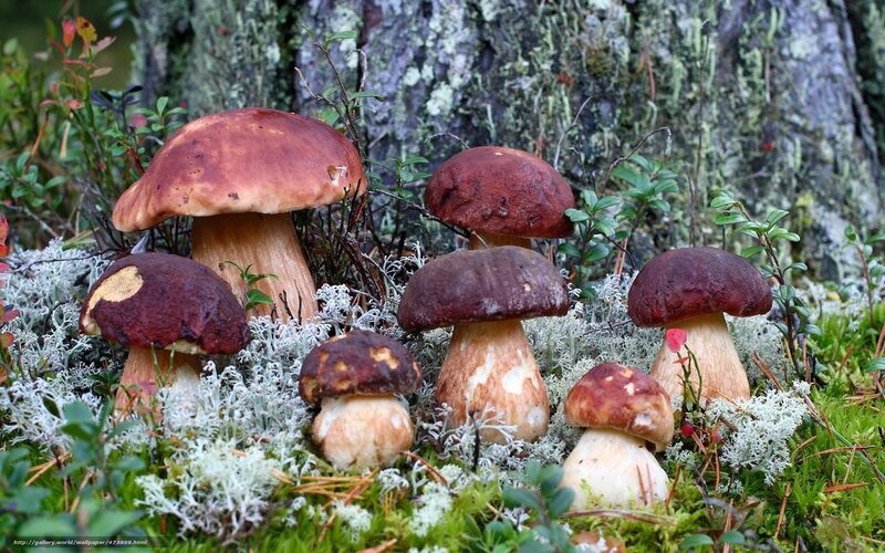 Boletus Mushrooms in Forest — Green