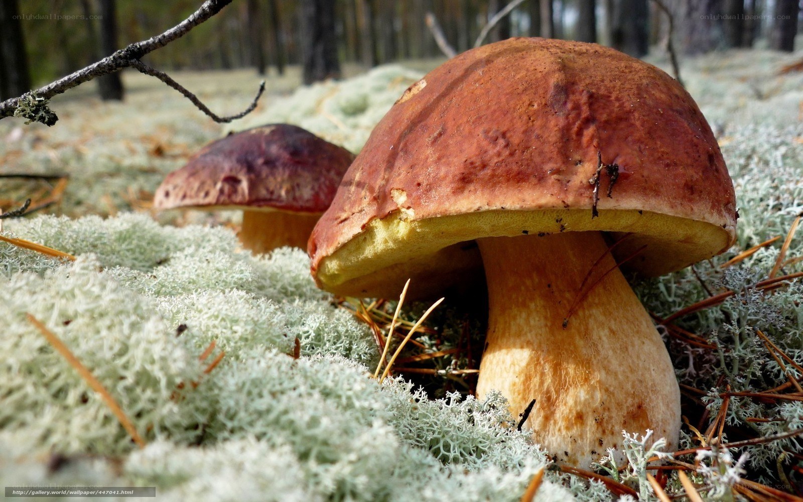 Boletus mushrooms in forest