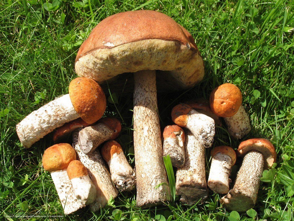 Boletus mushrooms in grass