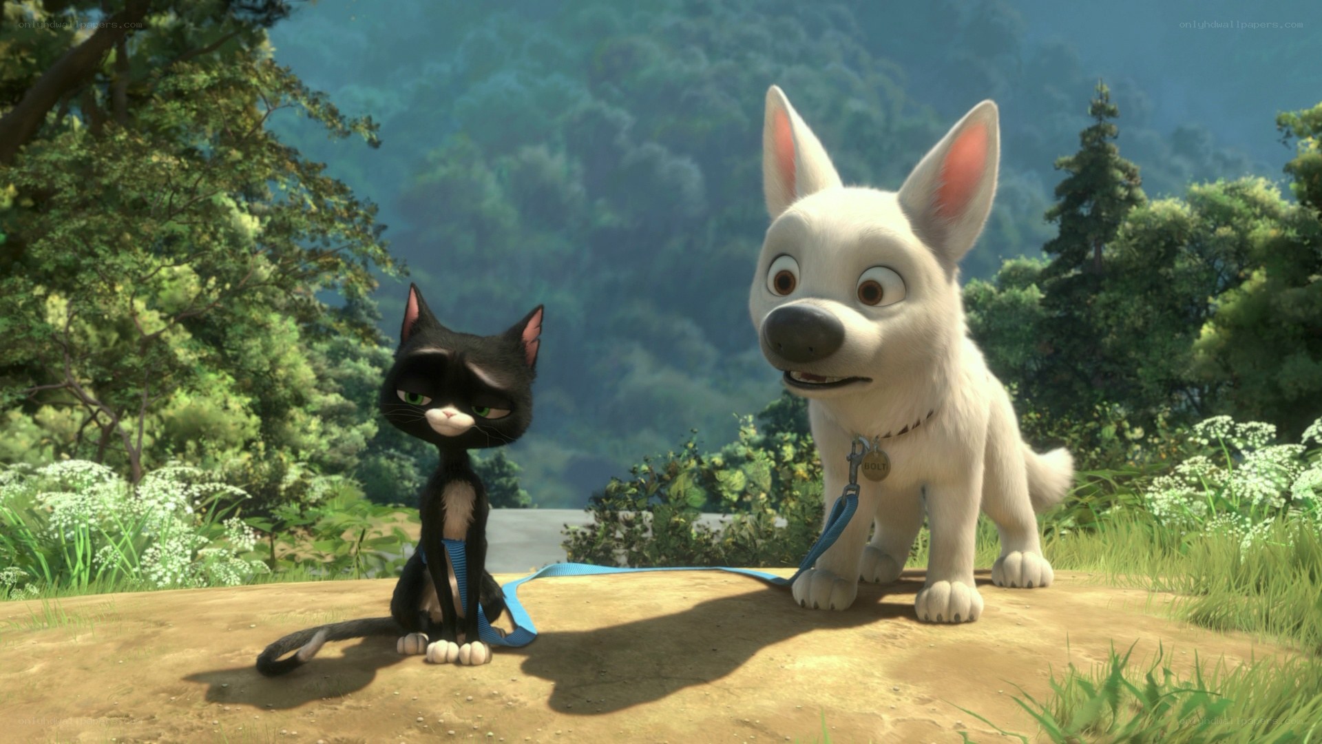Bolt and Mittens in the forest