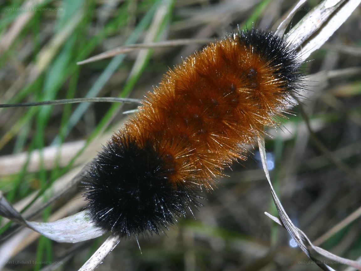 bombyx caterpillar on grass