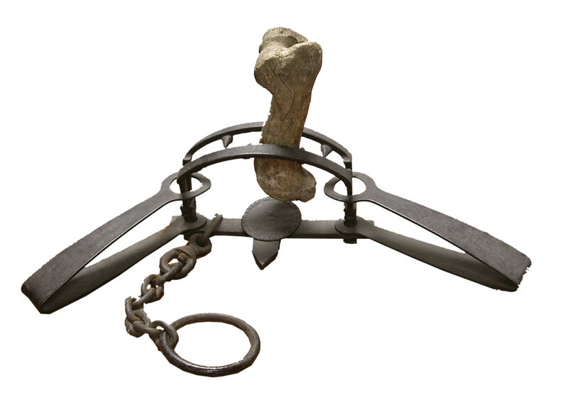 bone in metal trap