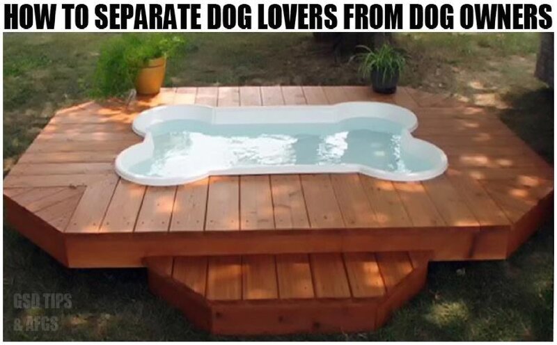 Bone-shaped Dog Pool