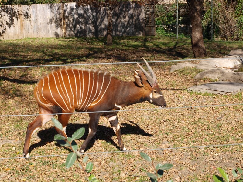 Bongo antelope in enclosure